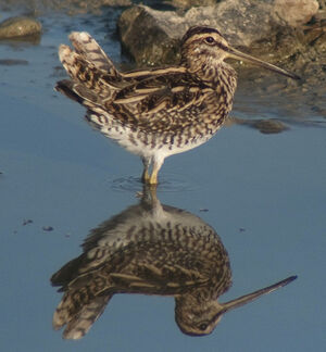 Common Snipe 
&copy; Guillaume Passavy