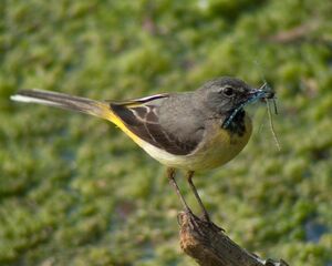 Grey Wagtail 
&copy; Guillaume Passavy