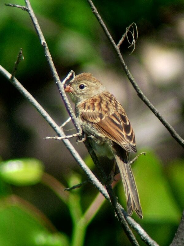 Field Sparrowimmature