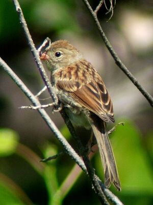 Field Sparrow