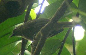 Plain Greenbul