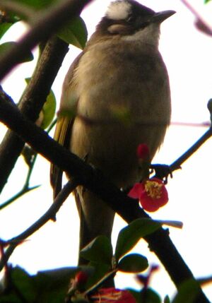 Light-vented Bulbul