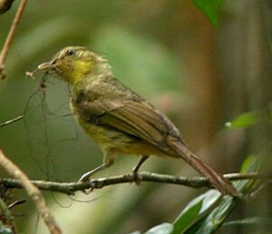 Icterine Greenbul