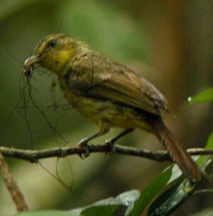 Icterine Greenbul