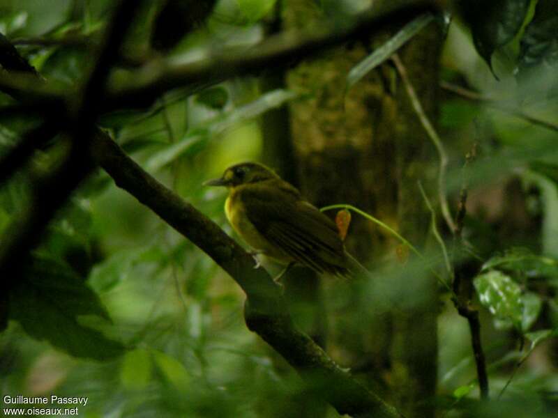 Bulbul jauneloreadulte