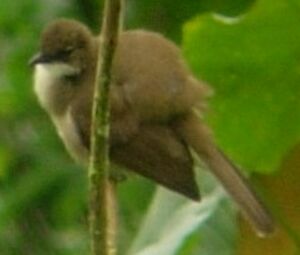 Simple Greenbul