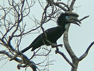 Black-casqued Wattled Hornbill