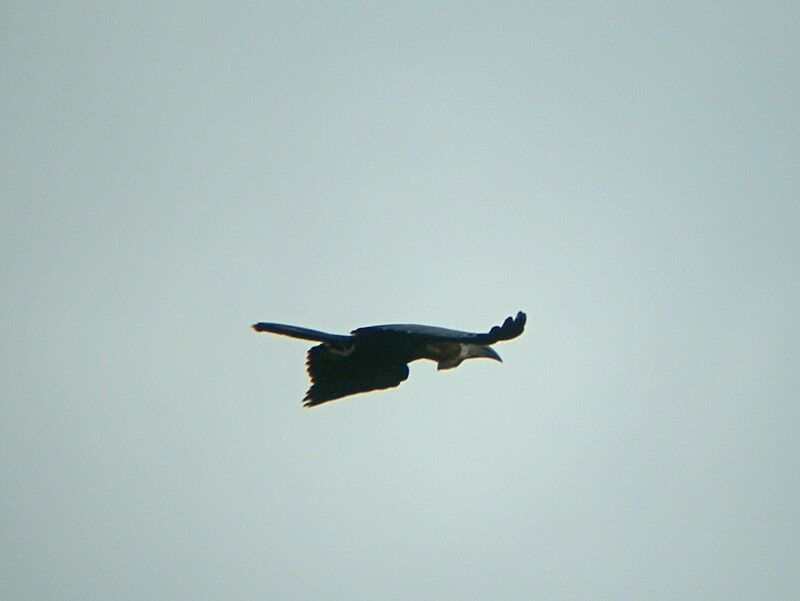 Black-casqued Hornbill male adult, Flight