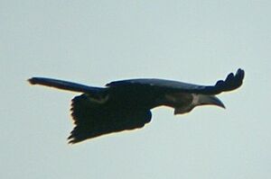 Black-casqued Wattled Hornbill