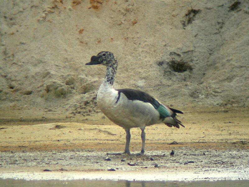 Knob-billed Duck male adult post breeding