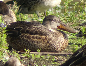 Northern Shoveler 
&copy; Guillaume Passavy
