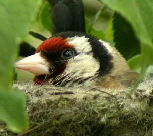 European Goldfinch