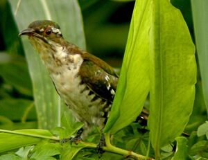 Dideric Cuckoo