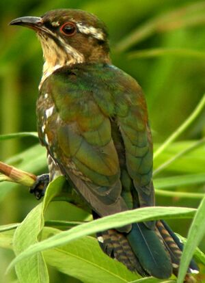Dideric Cuckoo
