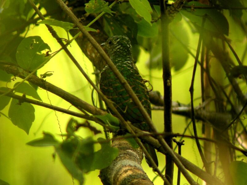 African Emerald CuckooFirst year