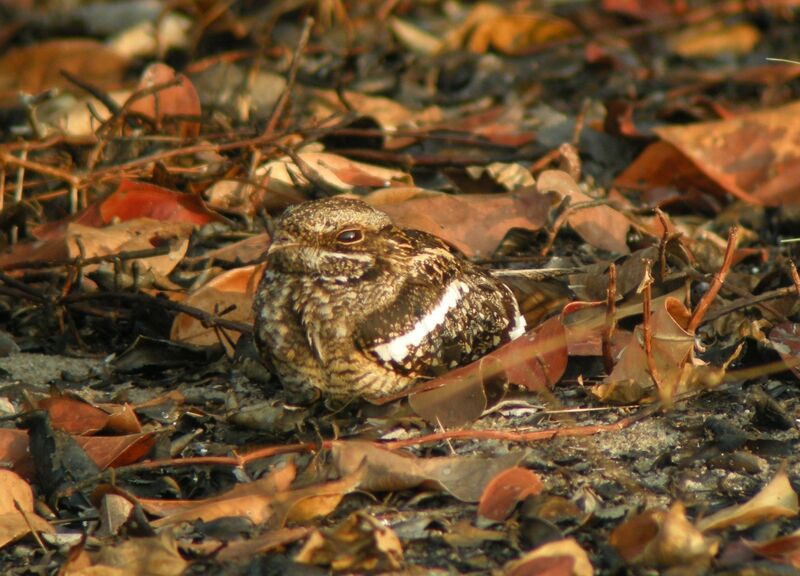 Square-tailed Nightjar male adult