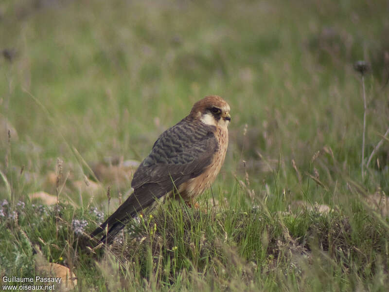 Red-footed Falcon female Second year, identification