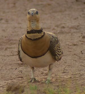 Pin-tailed Sandgrouse