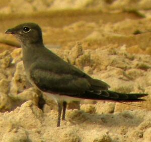 Collared Pratincole