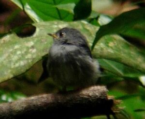 Yellow-footed Flycatcher