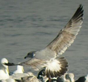 American Herring Gull