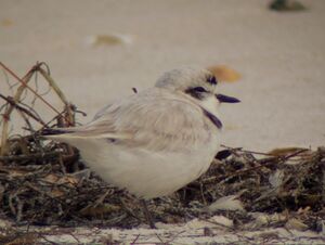 Kentish Plover