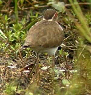 Forbes's Plover