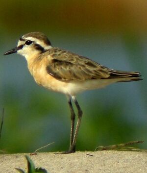 Kittlitz's Plover 
&copy; Guillaume Passavy
