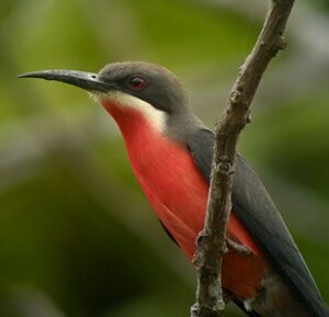 Guêpier gris-rose