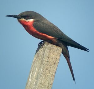 Guêpier gris-rose