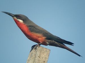 Guêpier gris-rose