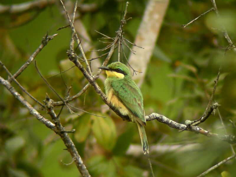 Little Bee-eaterjuvenile