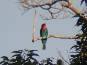 Black Bee-eater