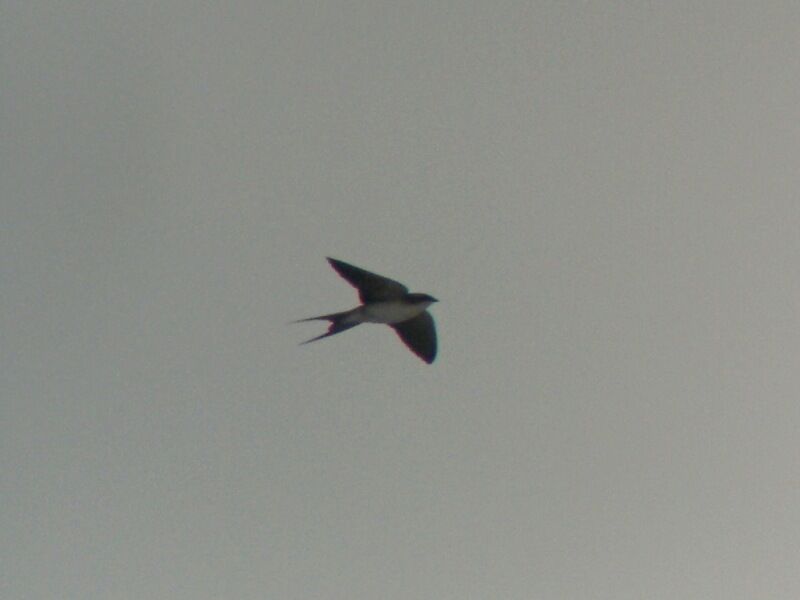 Grey-rumped Swallow male adult breeding, Flight