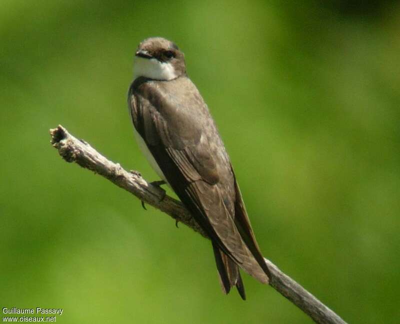 Tree Swallowjuvenile, identification