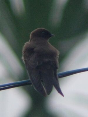 Hirondelle brune