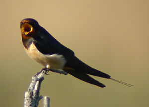 Barn Swallow 
&copy; Guillaume Passavy