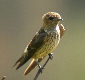 Hirondelle stri�e