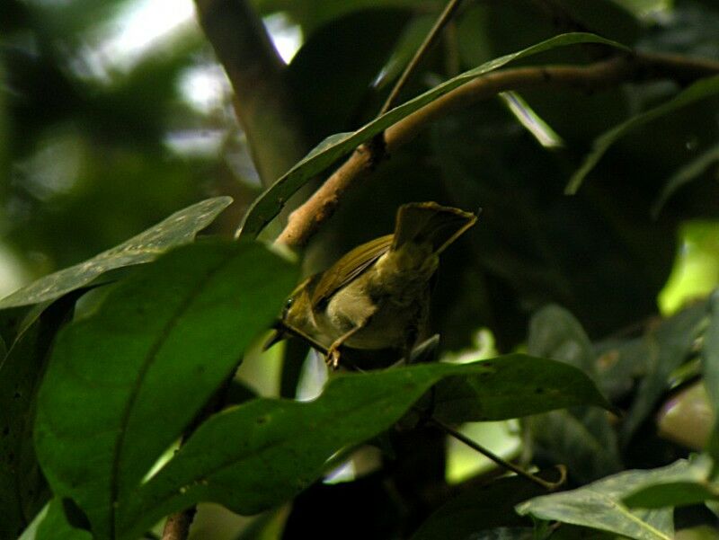 Hylia verte mâle adulte