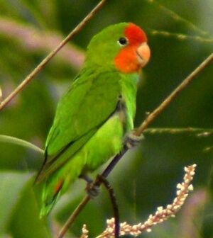 Red-headed Lovebird