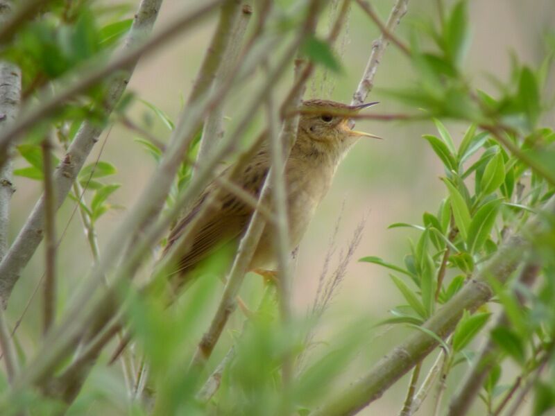 Common Grasshopper Warbler male adult breeding, song
