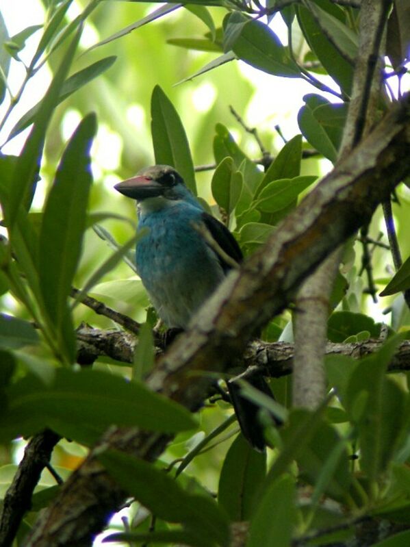 Blue-breasted Kingfisheradult
