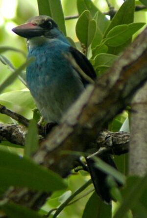 Martin-chasseur � poitrine bleue
