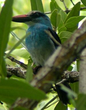 Martin-chasseur � poitrine bleue