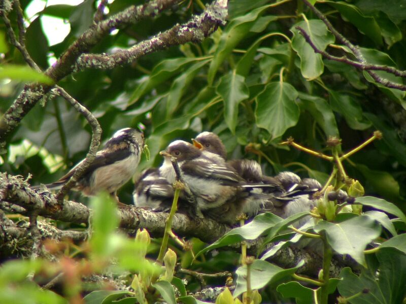 Mésange à longue queue - Aegithalos caudatus