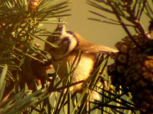 European Crested Tit