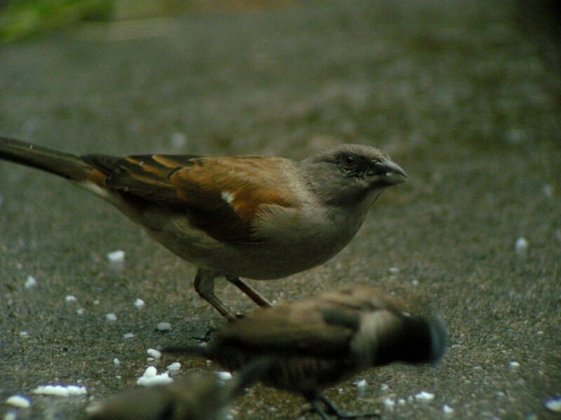 Northern Grey-headed Sparrow, feeding habits