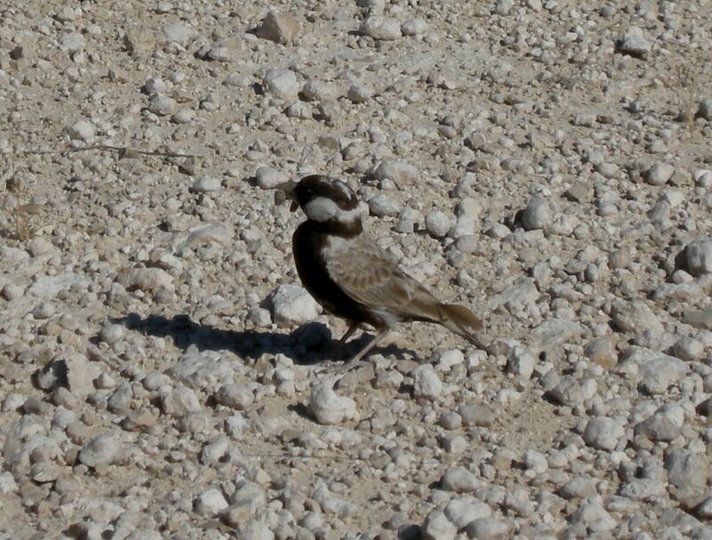 Grey-backed Sparrow-Lark male adult
