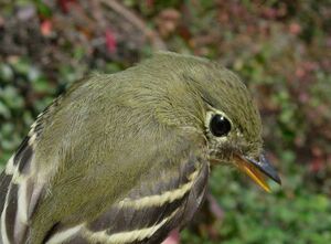 Moucherolle � ventre jaune