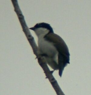 White-breasted Nigrita